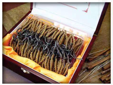 松山冬虫夏草回收